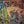 Tom Bombadil Borderless PCG 9 Mint in a Slim Player Slab - closeup 2