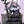 Yshtola Borderless - sample image